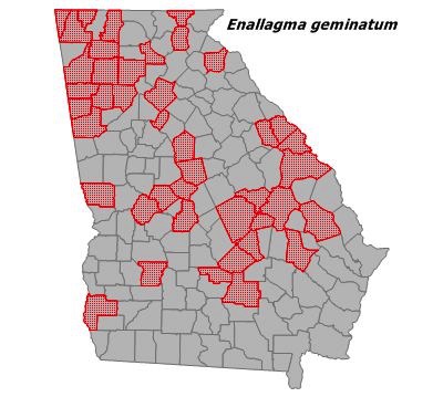 Enallagma geminatum
(Skimming Bluet) Enallagma geminatum
(Skimming Bluet)